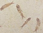 Five Fossil Fish (Knightia) Plate- Wyoming #111243-1